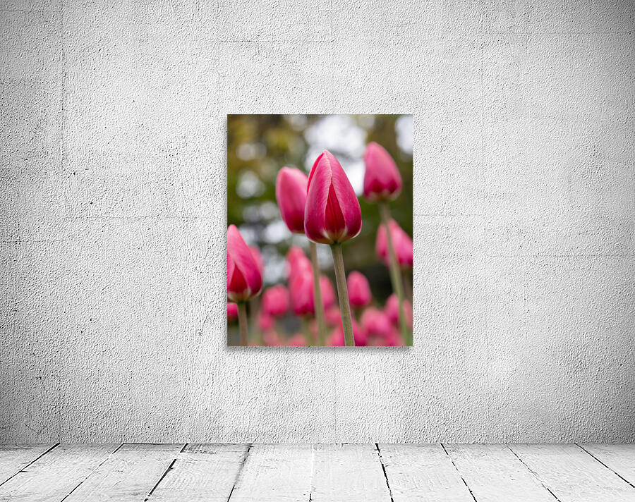 SBP6658 Wall Preview