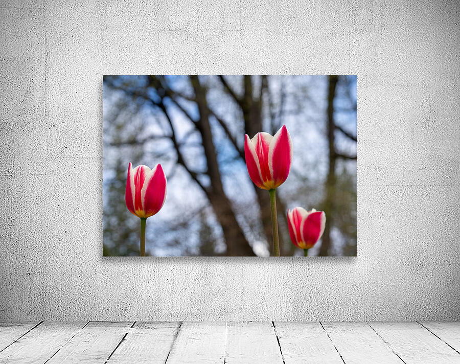 SBP6537 Wall Preview