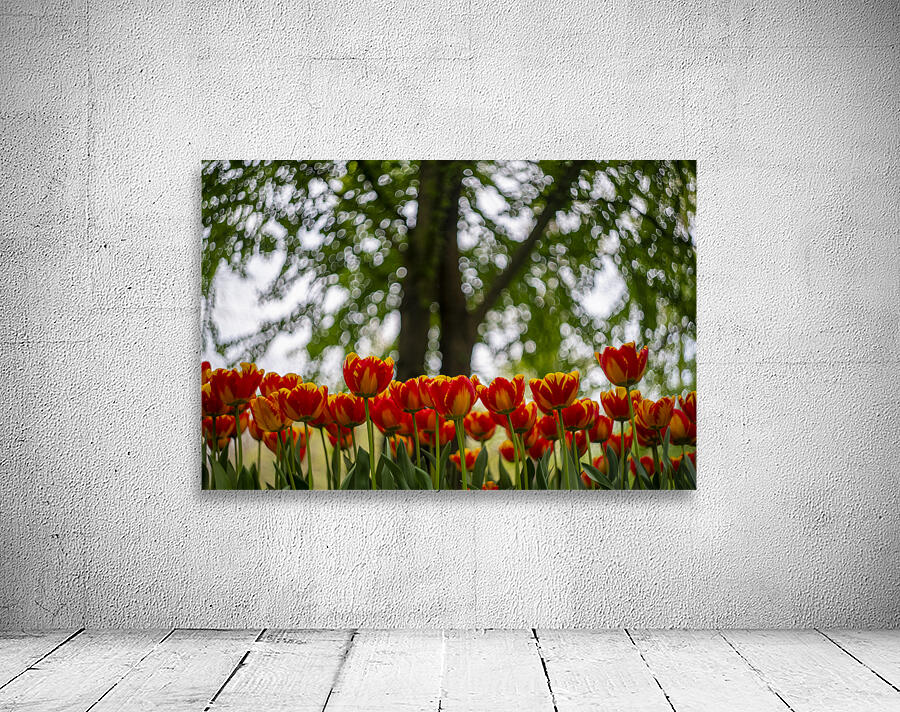 SBP5707 Wall Preview