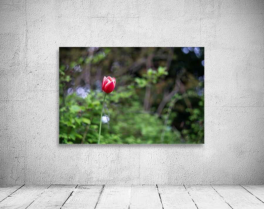 SBP8207 Wall Preview