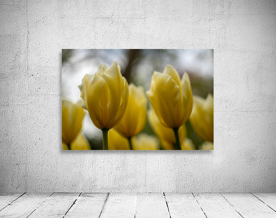 SBP5684 Wall Preview