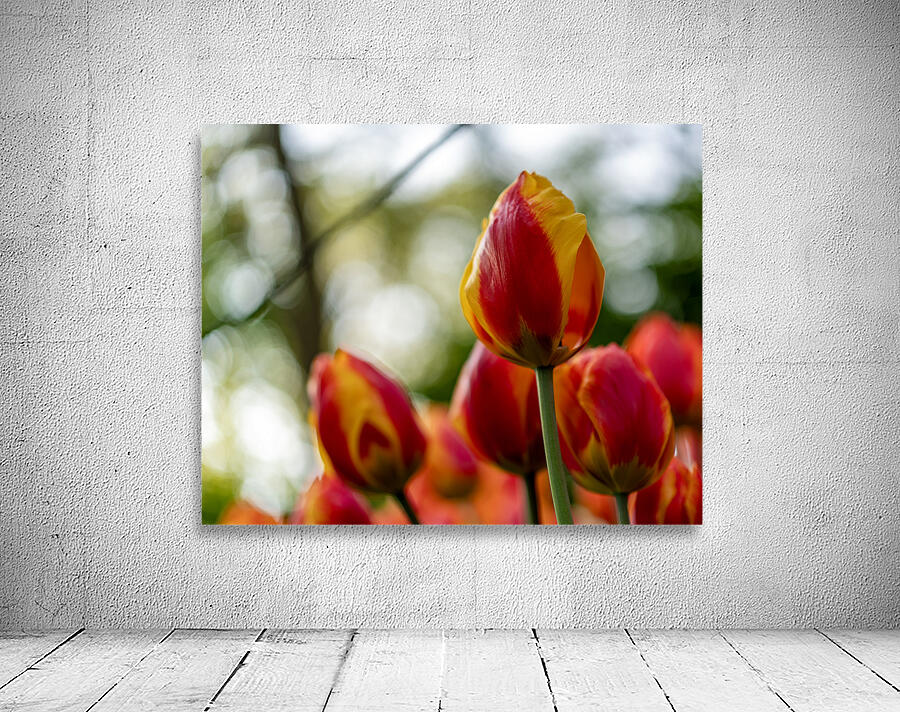 SBP6235 Wall Preview