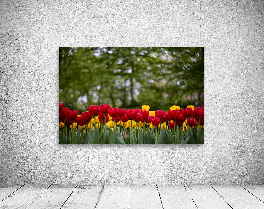 SBP5721 Wall Preview