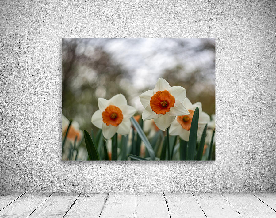 SBP5586 Wall Preview