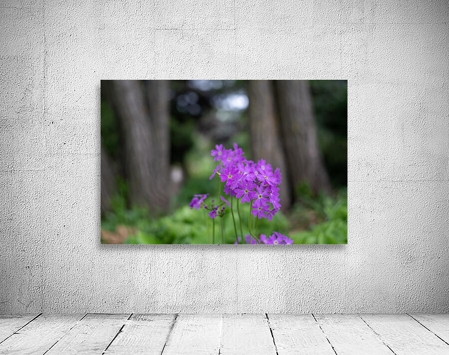 SBP8427 Wall Preview