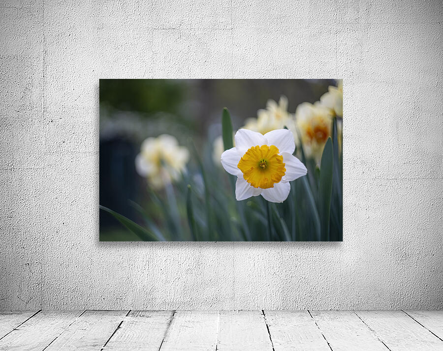 SBP5653 Wall Preview