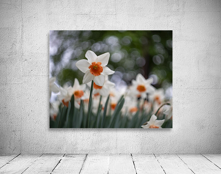 SBP5823 Wall Preview