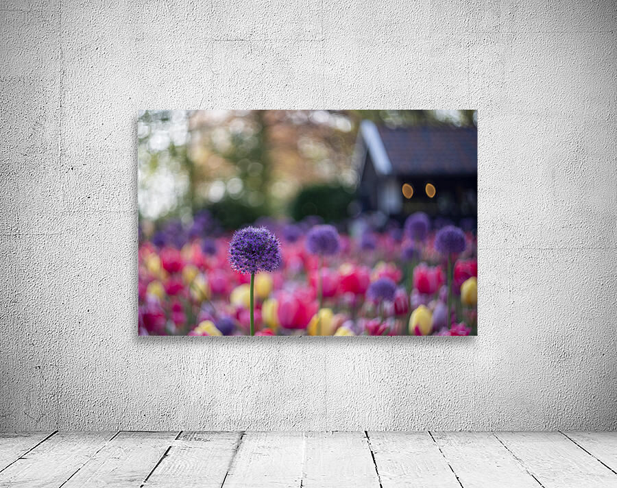 SBP5487 Wall Preview