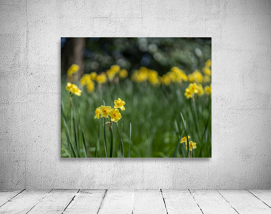 SBP5541 Wall Preview