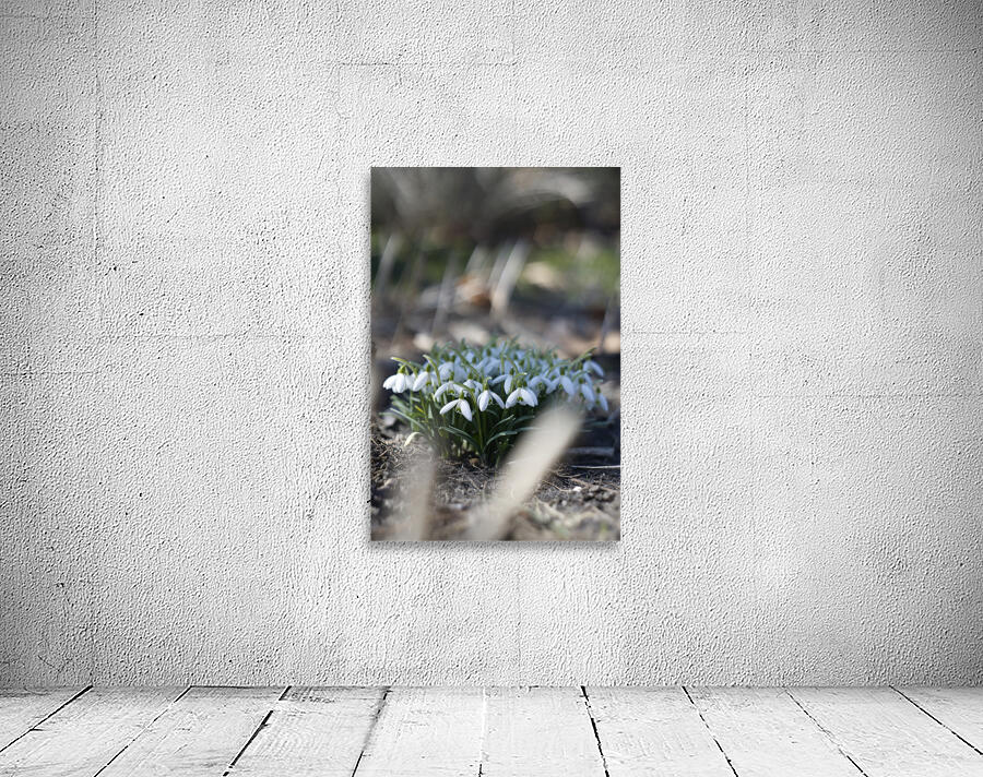 SBP4917 Wall Preview