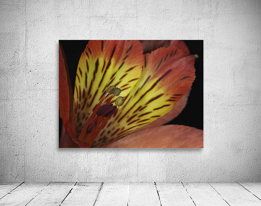 Lily Of The Incas Wall Preview