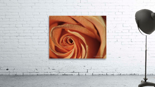 Peach Rose Wall Preview