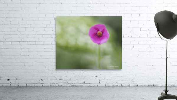 Tiny Beauty Wall Preview