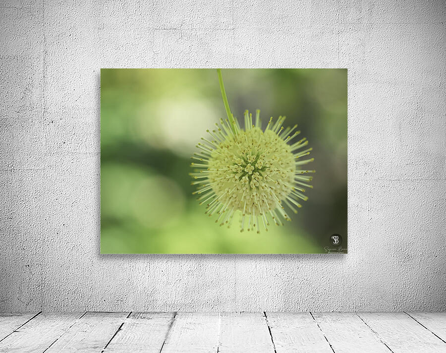 Cephalanthus Occidentalis Wall Preview