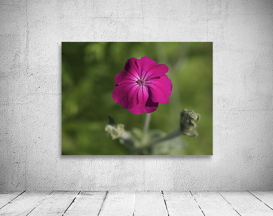 Velvety Beauty Wall Preview