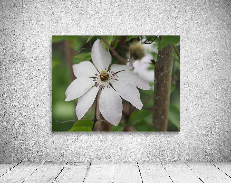 Hidden Beauty Wall Preview