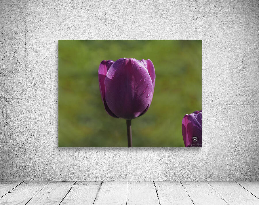 Early Morning Wall Preview