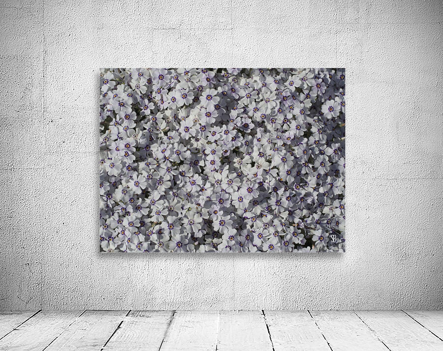 Moss Phlox Wall Preview