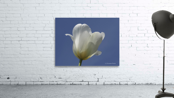 White Tulip Blue Sky Wall Preview