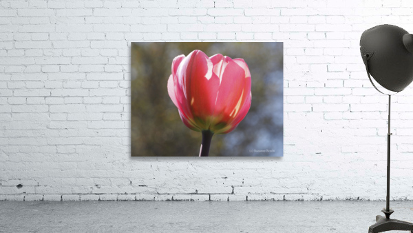 Showy Tulip Wall Preview