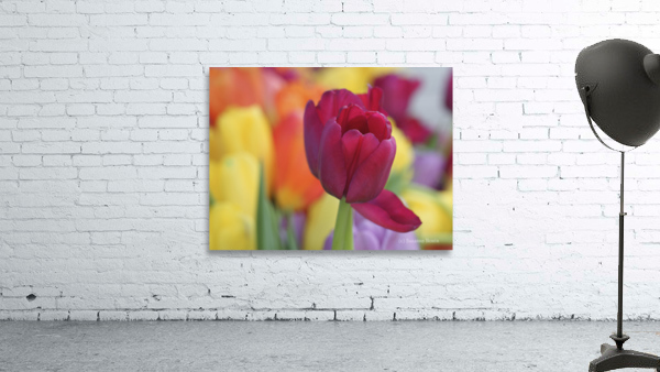 Colorful Wall Preview