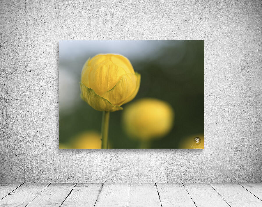 Lollipop Wall Preview