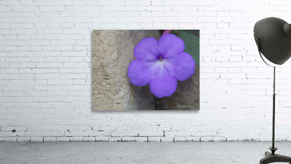 Magic Flower Wall Preview