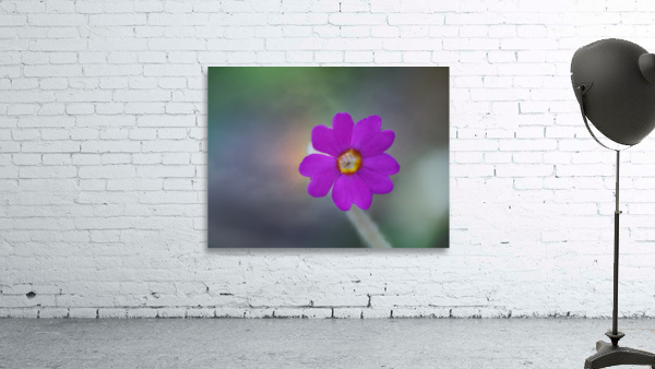 Delicate Beauty Wall Preview