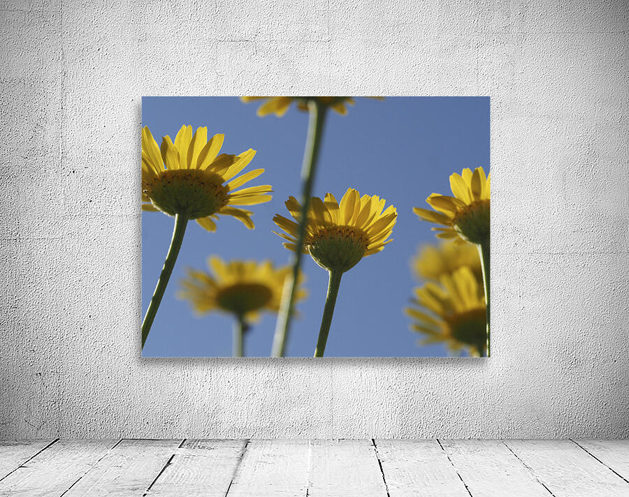 From Below Wall Preview