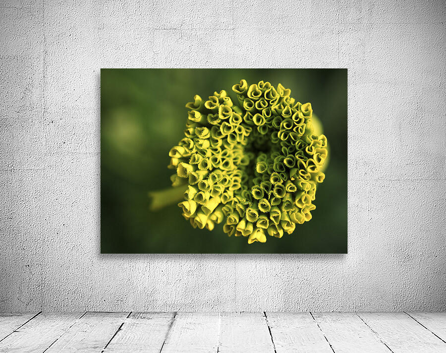 Ringlets Wall Preview