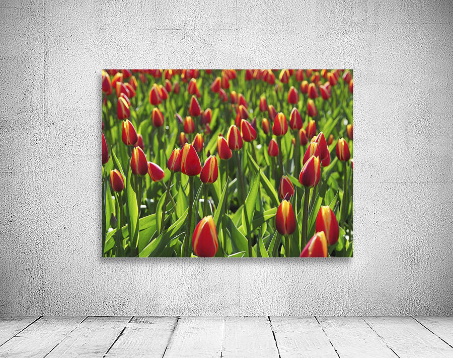 Tulip Background Wall Preview