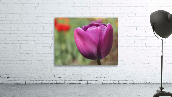 Big Purple Tulip Wall Preview