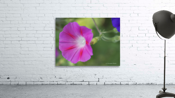 Pink Morning Glory Wall Preview