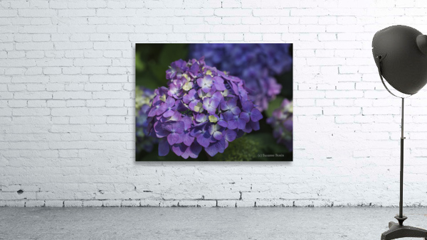 French Hydrangea Wall Preview