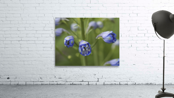 Blue Delphinium Buds Wall Preview