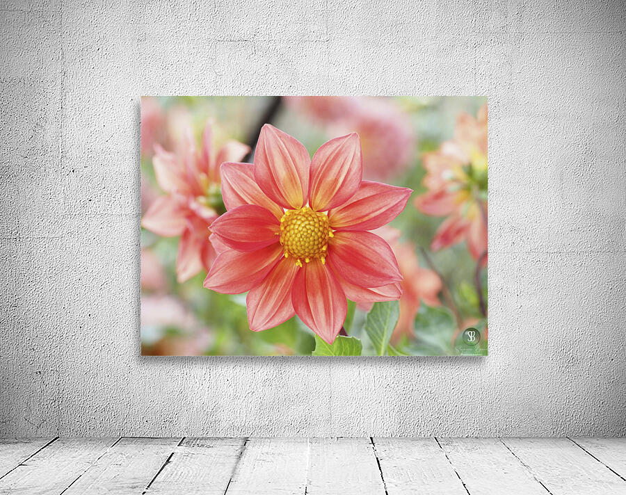 Dahlia Pinnata Wall Preview