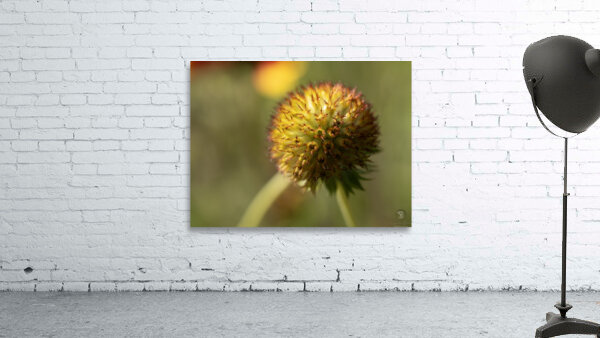 Sundance Seedhead Wall Preview