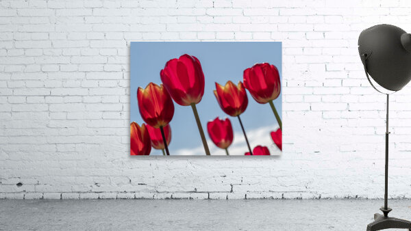 Red Tulips Wall Preview