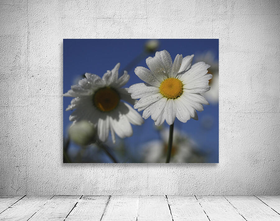 Early Morning Daisies Wall Preview