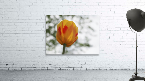 Red and Yellow Tulip Wall Preview