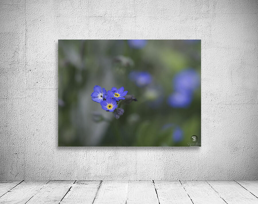 Myosotis Sylvatica Wall Preview