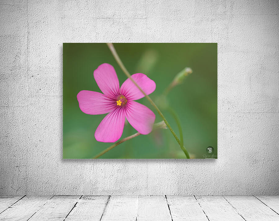 Pink Splash Wall Preview