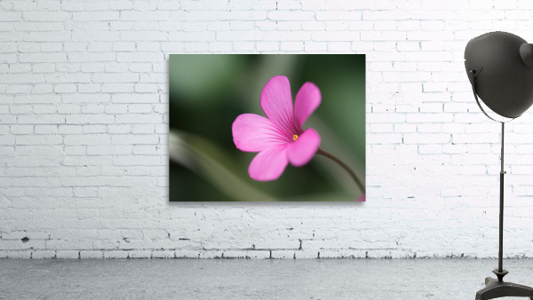 Splash Of Color Wall Preview