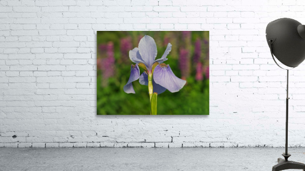 Violet Blue One Wall Preview