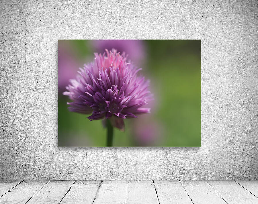 Chive Blossom Wall Preview