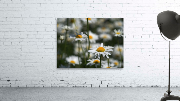 White Daisies Wall Preview