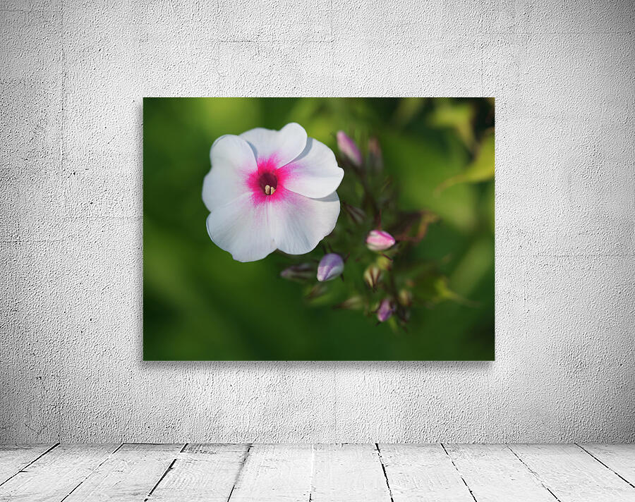 Bright Eyes Wall Preview