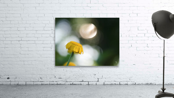 Life Is Strange Wall Preview