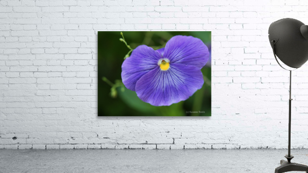 Blue Velvet Wall Preview