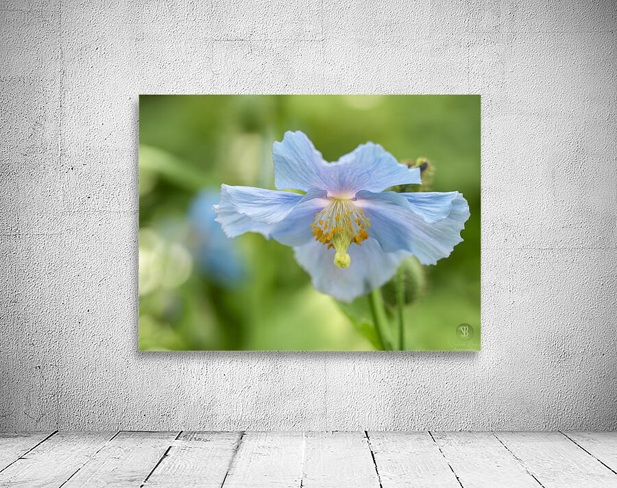Himalayan Blue Poppy Wall Preview